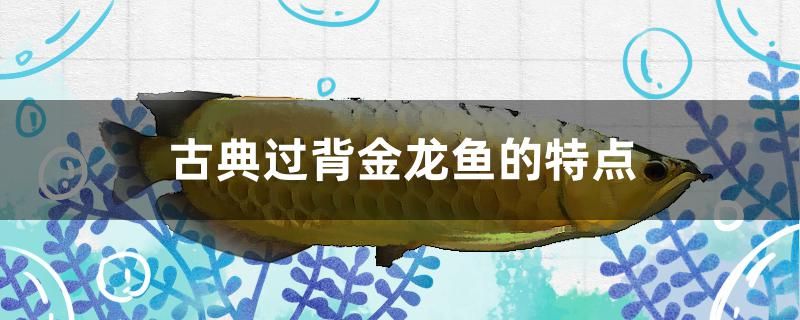 古典過背金龍魚的特點有幾個 其它水族用具設(shè)備