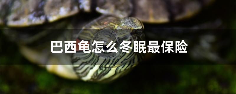 巴西龜怎么冬眠最保險(xiǎn) 和尚魚