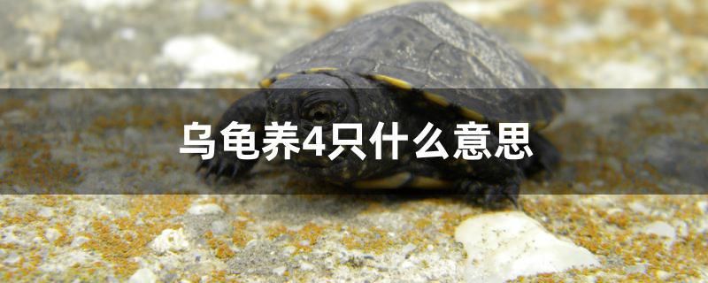 烏龜養(yǎng)4只什么意思 觀賞魚批發(fā)