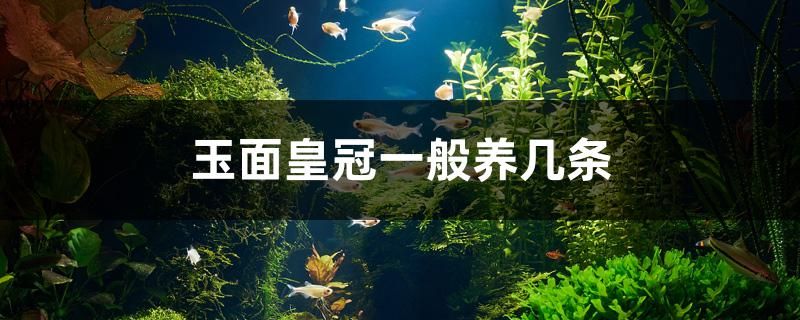 玉面皇冠一般養(yǎng)幾條 白子銀版魚