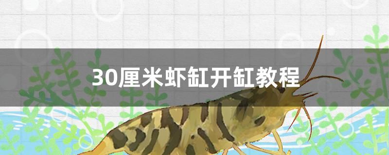 30厘米蝦缸開缸教程 廣州水族批發(fā)市場