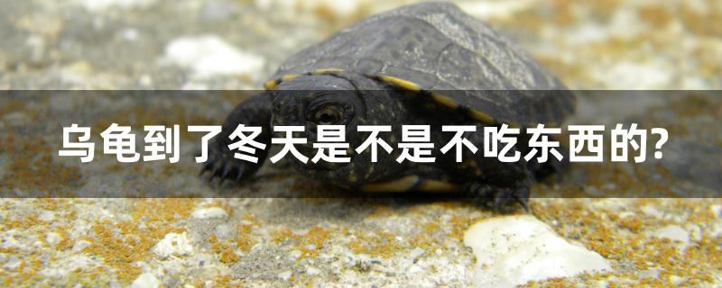 烏龜?shù)搅硕焓遣皇遣怀詵|西的？