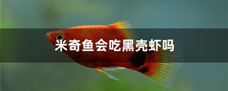 米奇魚(yú)會(huì)吃黑殼蝦嗎