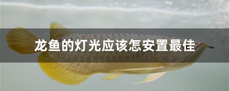 龍魚的燈光應(yīng)該怎安置最佳 白化火箭