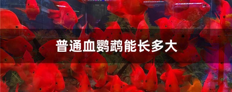 東方泥龜可以冬眠嗎冬眠要注意什么 一眉道人魚 第2張