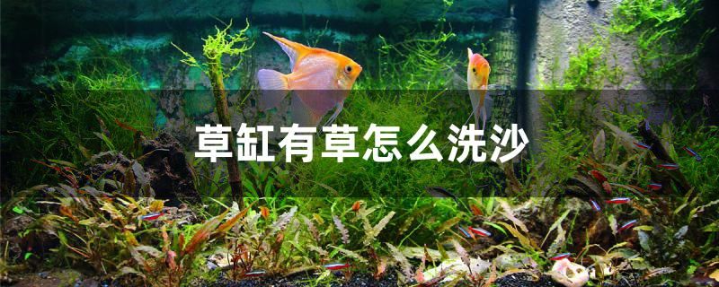 草缸有草怎么洗沙 魚(yú)缸凈水劑