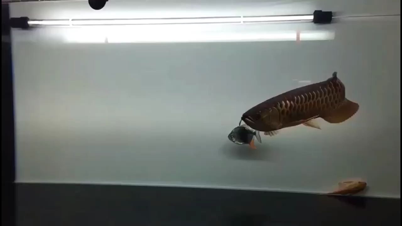 開開葷喂甲魚