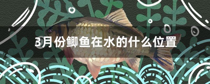 3月份鯽魚(yú)在水的什么位置