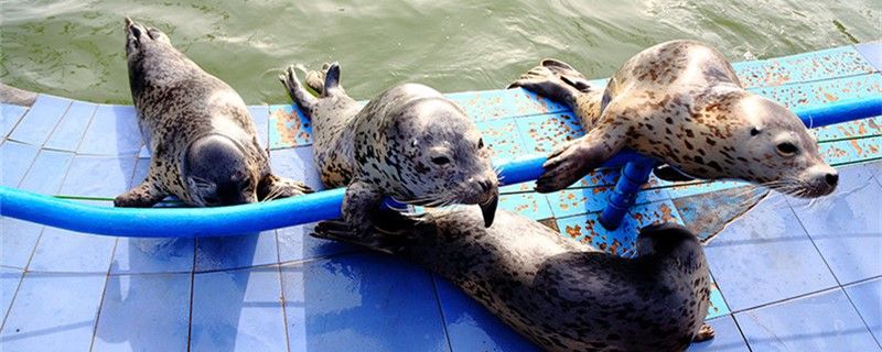 怎樣清除魚缸里的綠藻水草（ 怎樣清除魚缸里的綠藻水草葉子） 龍魚麻藥（祥龍Nika）