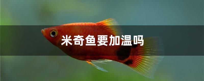 米奇魚(yú)要加溫嗎