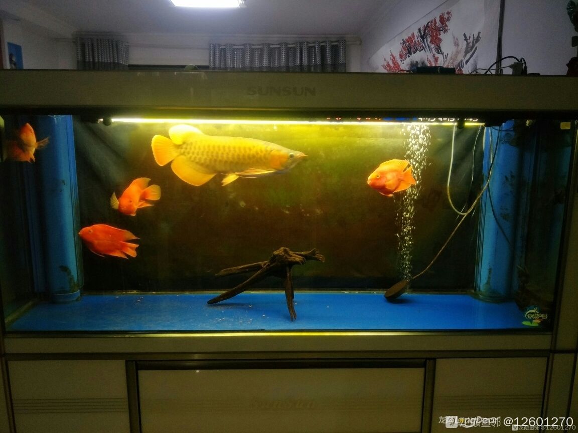 鸚鵡魚飼養(yǎng)的一些個人經(jīng)驗 觀賞魚論壇 第1張