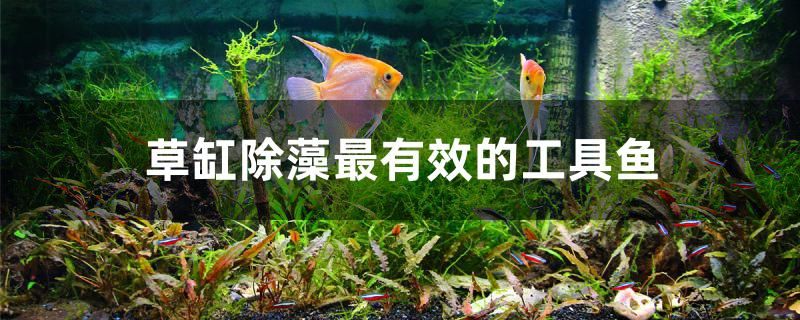 草缸除藻最有效的工具魚是什么 彩鰈魚缸（彩蝶魚缸）