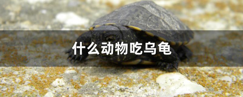 什么動物吃烏龜