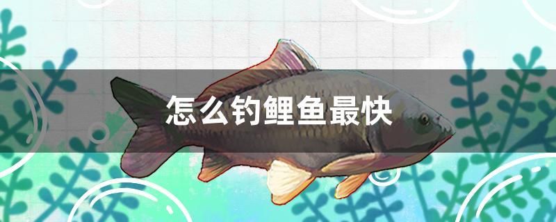 怎么釣鯉魚最快 觀賞魚