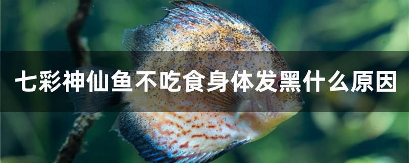 七彩神仙魚不吃食身體發(fā)黑什么原因 廣州水族批發(fā)市場