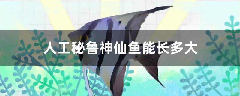 人工秘魯神仙魚能長多大 紅龍專用魚糧飼料