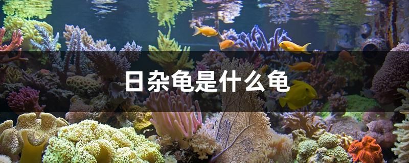 日雜龜是什么龜 野彩魚