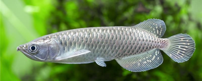 龍魚幾天喂一次喂什么食物好 雙線側(cè)魚