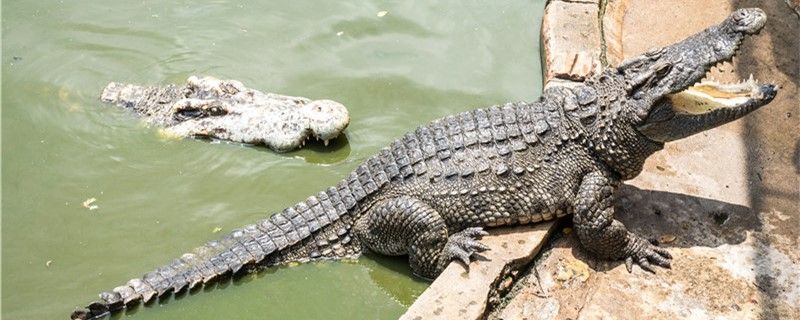 鱷魚能打過水獺嗎為什么打不過水獺