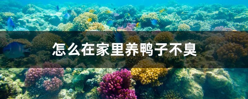 怎么在家里養(yǎng)鴨子不臭