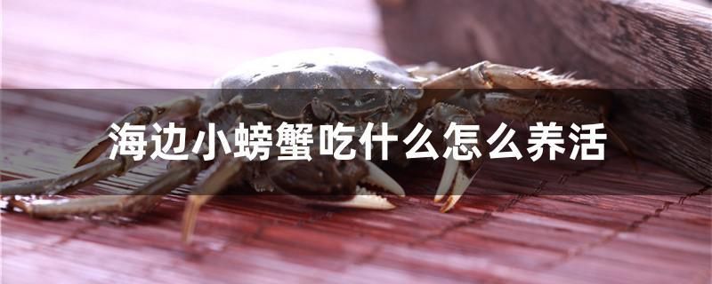 海邊小螃蟹吃什么怎么養(yǎng)活 黃金斑馬魚(yú)