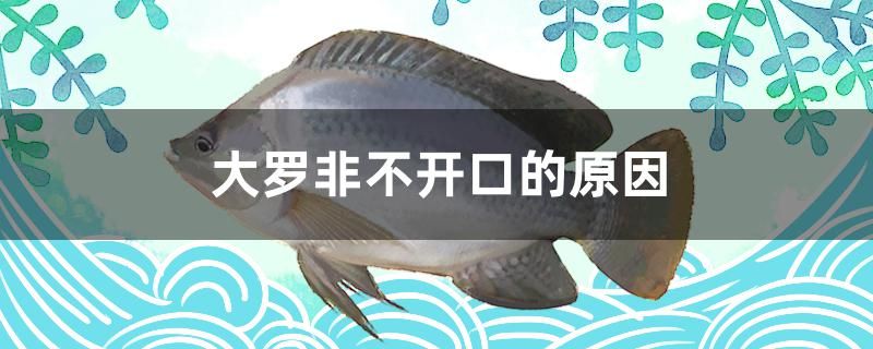 大羅非不開口的原因有哪些 食人魚（水虎）