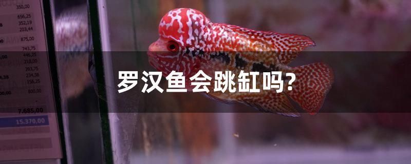 羅漢魚(yú)會(huì)跳缸嗎？