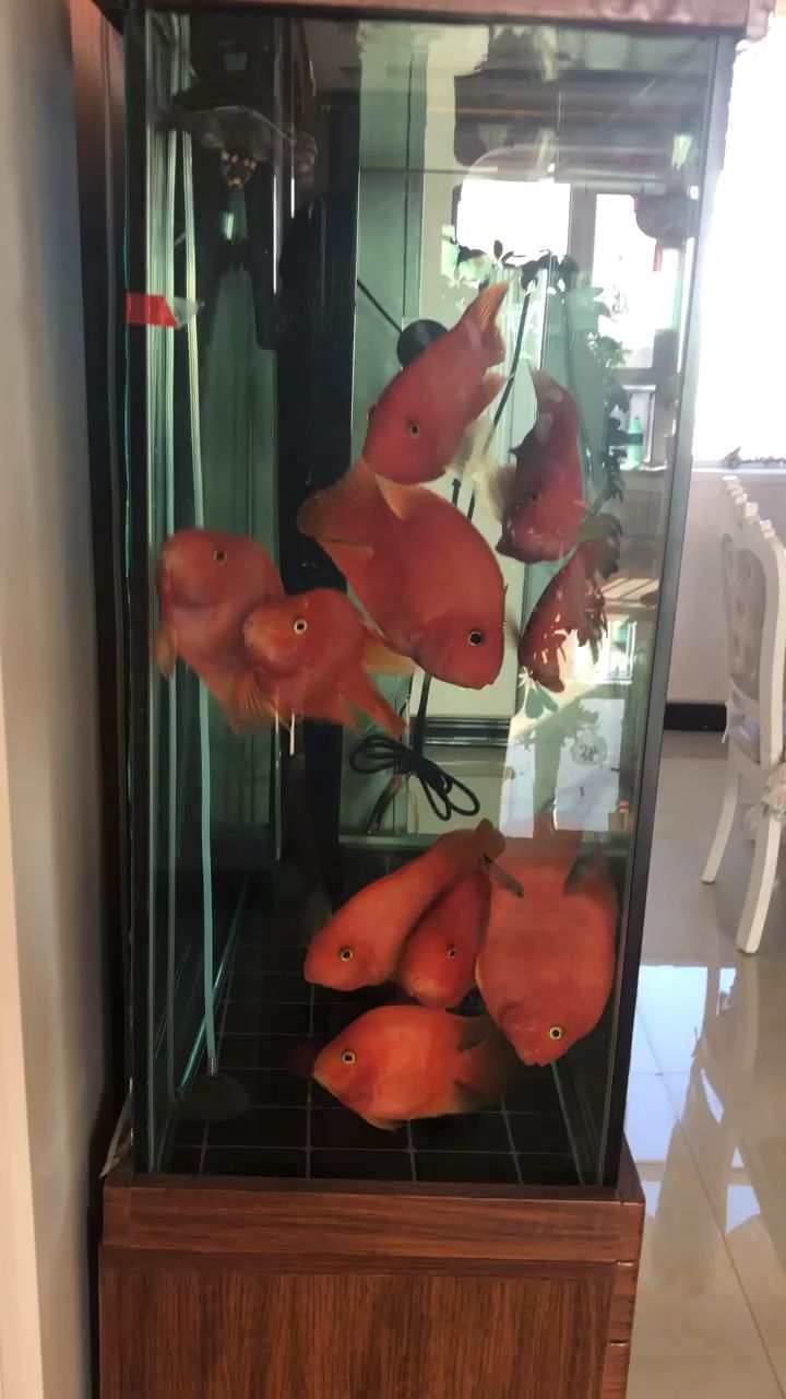 紅紅火火鸚鵡魚，飼料要合適