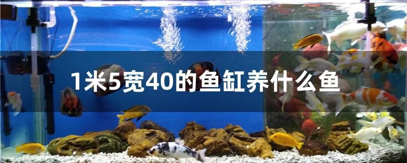 1米5寬40的魚缸養(yǎng)什么魚