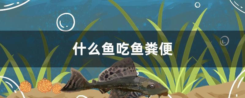 什么魚吃魚糞便