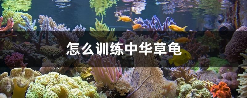 怎么訓練中華草龜 雪龍魚