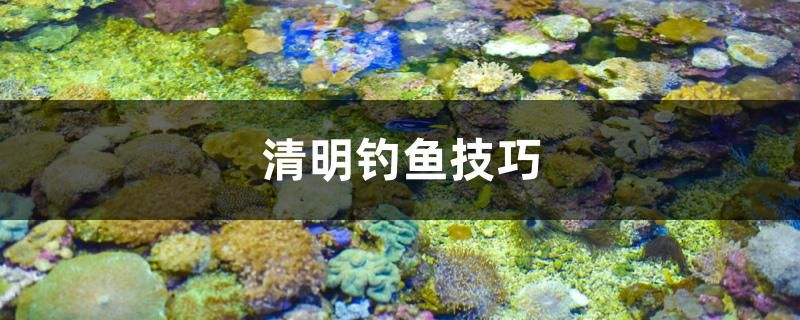 清明釣魚技巧 月光鴨嘴魚苗