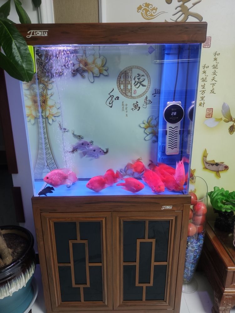 #紅紅火火鸚鵡魚#如何防止鸚鵡變白 觀賞魚論壇 第2張