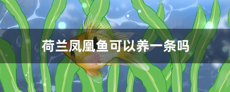 荷蘭鳳凰魚可以養(yǎng)一條嗎