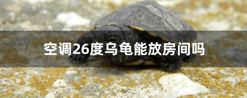 空調(diào)26度烏龜能放房間嗎 狗頭魚