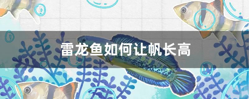 雷龍魚如何讓帆長高 廣州水族器材濾材批發(fā)市場