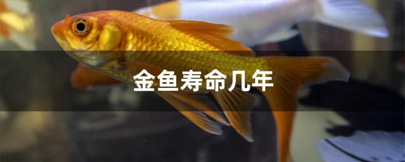 金魚壽命幾年