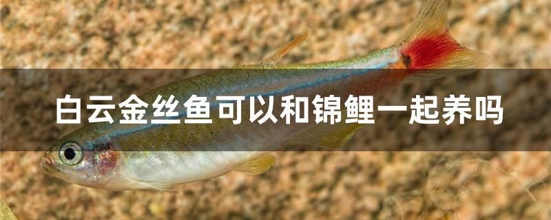 白云金絲魚可以和錦鯉一起養(yǎng)嗎 網(wǎng)上購買觀賞魚