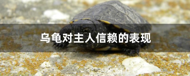 烏龜對(duì)主人信賴的表現(xiàn) 夢(mèng)幻雷龍魚