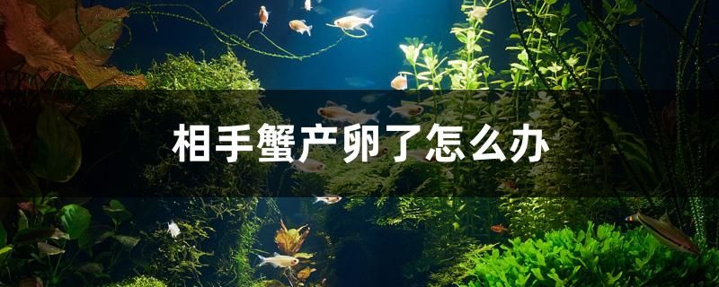 閑置魚缸廢物利用圖片大全（閑置魚缸可以干什么）