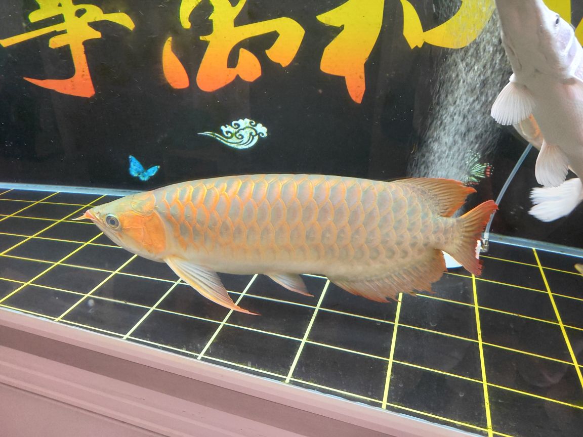 血金龍魚圖片大全大圖高清（紅龍魚和金龍魚那個好養(yǎng)） 黃金達摩魚 第2張