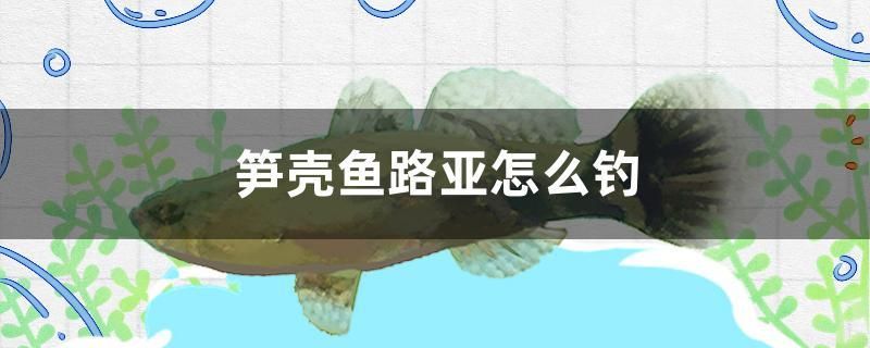 筍殼魚路亞怎么釣 申古銀版魚