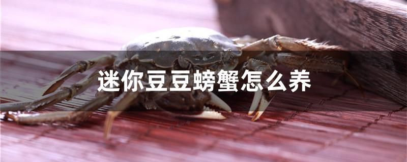 迷你豆豆螃蟹怎么養(yǎng)