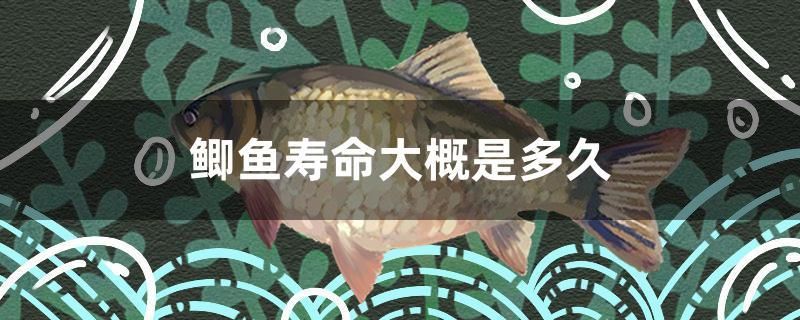 魚缸底砂如何清洗掉（魚缸有底砂怎么清理魚便） 帝王血鉆魚 第1張