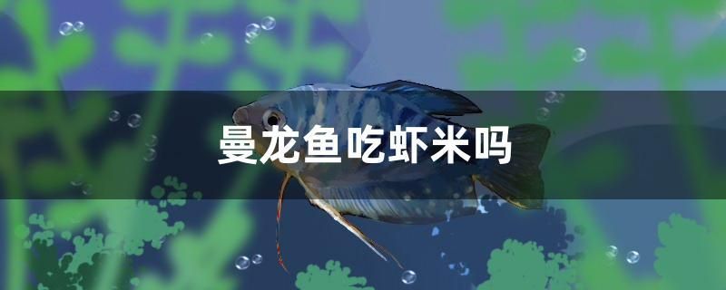 曼龍魚(yú)吃蝦米嗎