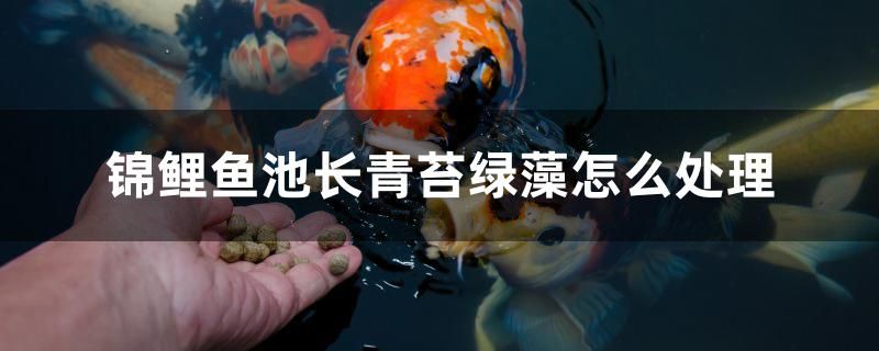 錦鯉魚池長(zhǎng)青苔綠藻怎么處理 iwish愛唯希品牌魚缸