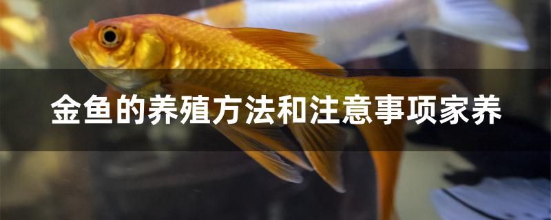 金魚的養(yǎng)殖方法和注意事項家養(yǎng)