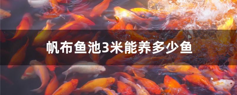 帆布魚(yú)池3米能養(yǎng)多少魚(yú) 玫瑰銀版魚(yú)