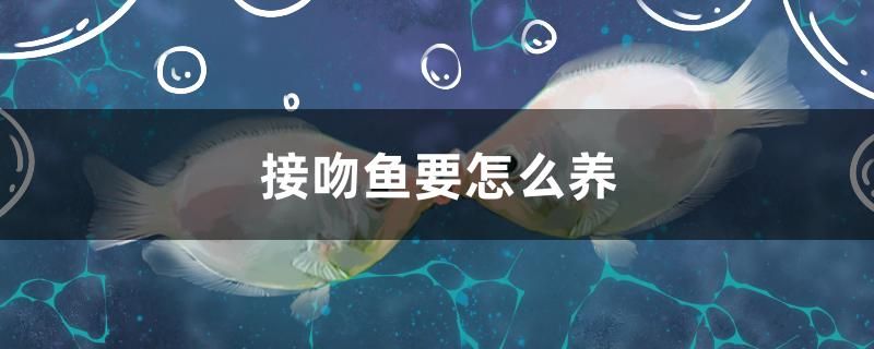 烏魯木齊水族器材濾材（烏魯木齊賣水缸的地方） 過背金龍魚 第2張