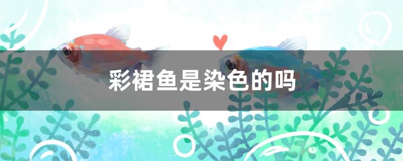 彩裙魚(yú)是染色的嗎 水族維護(hù)服務(wù)（上門(mén)）